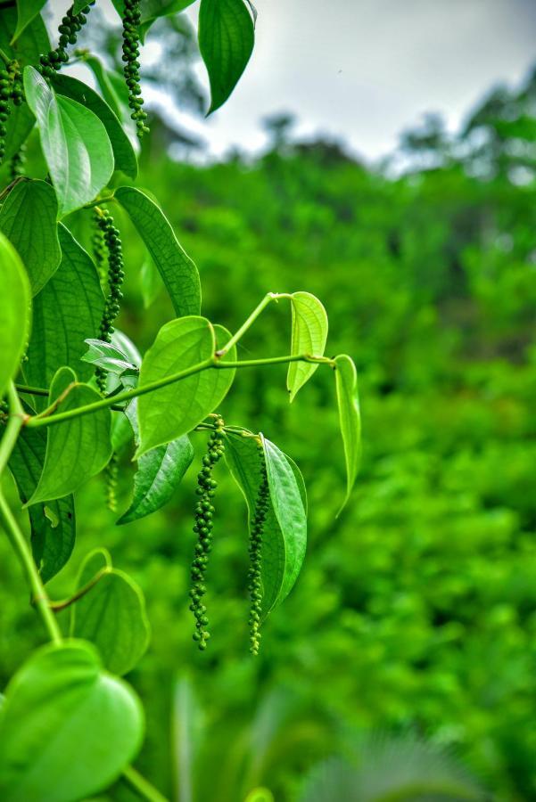 Rainforest Nature House Deniyaya Ngoại thất bức ảnh